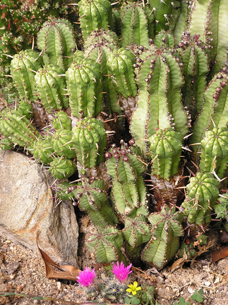 36 La Canada Cacti