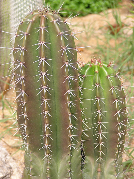 37 La Canada Cacti