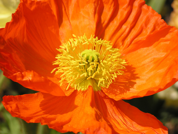 43 Descanso Poppy