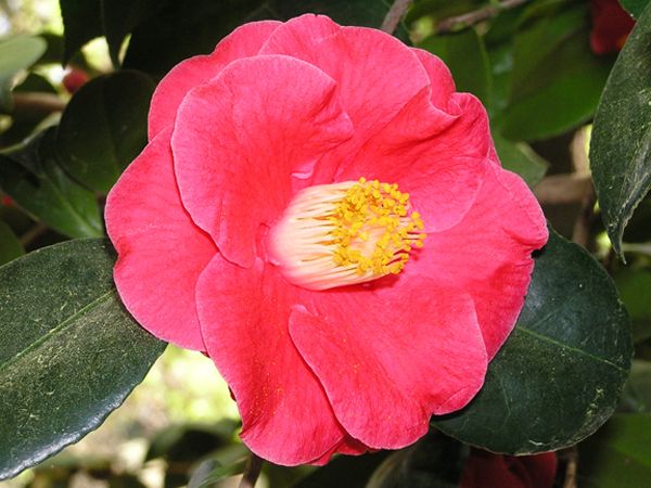 50 Descanso Flower