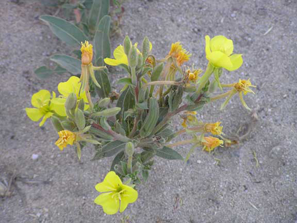 10 Camp Flower