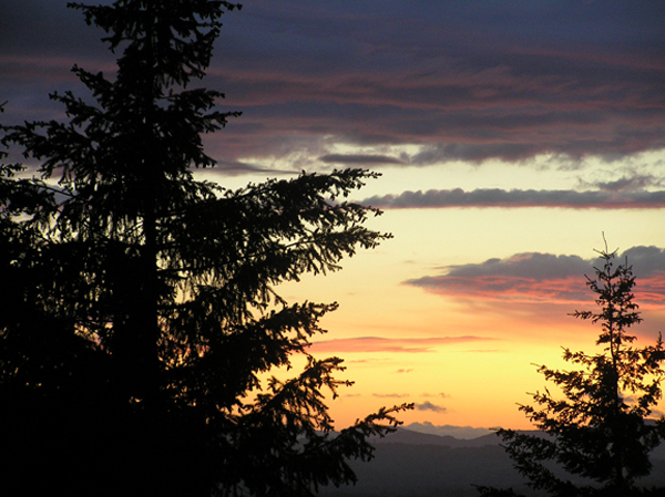 36 Backyard View
